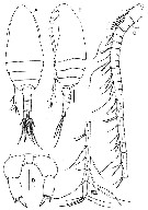 Species Parvocalanus leei - Plate 1 of morphological figures