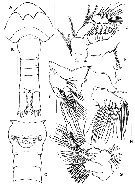Espce Parvocalanus leei - Planche 2 de figures morphologiques