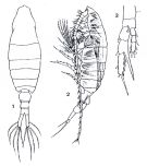 Espce Centropages elongatus - Planche 2 de figures morphologiques