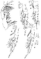 Espce Parvocalanus leei - Planche 3 de figures morphologiques