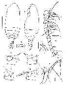 Espce Comantenna crassa - Planche 5 de figures morphologiques