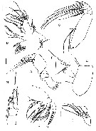 Species Crassantenna comosa - Plate 4 of morphological figures