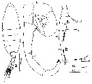 Espce Tortanus (Atortus) bilobus - Planche 2 de figures morphologiques