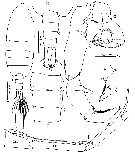 Espce Tortanus (Atortus) omorii - Planche 1 de figures morphologiques