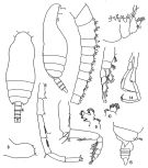 Species Farrania frigida - Plate of morphological figures