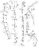 Espce Megacalanus ohmani - Planche 2 de figures morphologiques