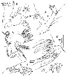 Espce Megacalanus ohmani - Planche 3 de figures morphologiques