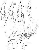 Espce Megacalanus ohmani - Planche 4 de figures morphologiques