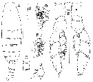 Espce Megacalanus ohmani - Planche 5 de figures morphologiques