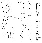 Espce Megacalanus ohmani - Planche 6 de figures morphologiques
