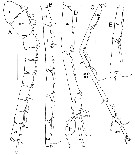 Espce Megacalanus ohmani - Planche 7 de figures morphologiques