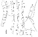 Espce Bradycalanus enormis - Planche 2 de figures morphologiques