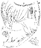 Espce Bradycalanus enormis - Planche 4 de figures morphologiques