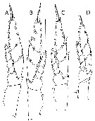 Espce Bradycalanus enormis - Planche 5 de figures morphologiques