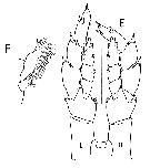 Espce Bradycalanus enormis - Planche 6 de figures morphologiques