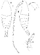 Species Bradycalanus typicus - Plate 4 of morphological figures