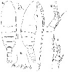 Espce Bradycalanus gigas - Planche 2 de figures morphologiques