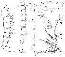 Espce Bradycalanus gigas - Planche 3 de figures morphologiques