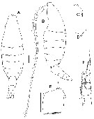 Species Bradycalanus abyssicolus - Plate 1 of morphological figures