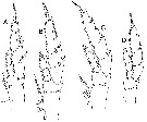 Espce Bradycalanus abyssicolus - Planche 4 de figures morphologiques