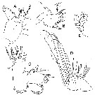 Species Bathycalanus bradyi - Plate 13 of morphological figures
