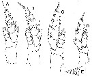 Species Bathycalanus bradyi - Plate 14 of morphological figures