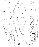 Species Bathycalanus dentatus - Plate 1 of morphological figures