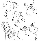 Espce Bathycalanus dentatus - Planche 3 de figures morphologiques