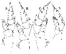 Espce Bathycalanus dentatus - Planche 4 de figures morphologiques