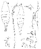 Species Bathycalanus milleri - Plate 1 of morphological figures