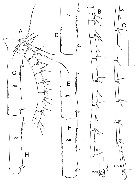Espce Bathycalanus milleri - Planche 2 de figures morphologiques