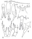 Espce Centropages furcatus - Planche 1 de figures morphologiques