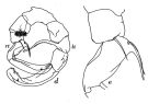 Espce Metridia gurjanovae - Planche 1 de figures morphologiques