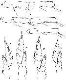 Species Bathycalanus milleri - Plate 3 of morphological figures