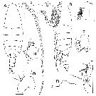 Espce Bathycalanus milleri - Planche 5 de figures morphologiques