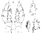 Espce Bathycalanus milleri - Planche 7 de figures morphologiques