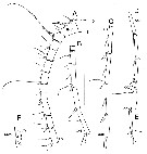 Espce Bathycalanus tumidus - Planche 2 de figures morphologiques