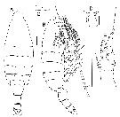Espce Bathycalanus adornatus - Planche 1 de figures morphologiques
