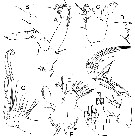 Espce Bathycalanus pustulosus - Planche 2 de figures morphologiques