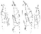 Espce Bathycalanus pustulosus - Planche 3 de figures morphologiques