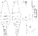 Espce Bathycalanus bucklinae - Planche 1 de figures morphologiques