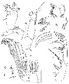 Espce Bathycalanus bucklinae - Planche 3 de figures morphologiques