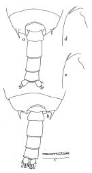 Espce Gaetanus simplex - Planche 3 de figures morphologiques