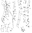 Espce Elenacalanus princeps - Planche 8 de figures morphologiques