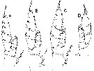 Espce Elenacalanus princeps - Planche 10 de figures morphologiques