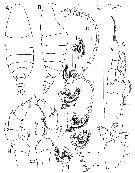 Espce Elenacalanus princeps - Planche 11 de figures morphologiques