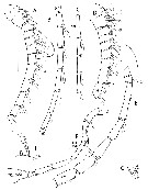 Espce Elenacalanus princeps - Planche 12 de figures morphologiques
