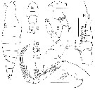 Espce Elenacalanus eltaninae - Planche 7 de figures morphologiques