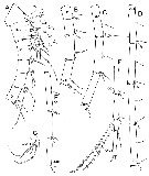 Espce Elenacalanus eltaninae - Planche 8 de figures morphologiques