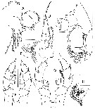 Espce Elenacalanus eltaninae - Planche 12 de figures morphologiques